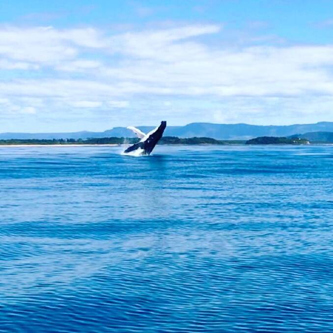 PIC OF THE DAY: A humpback whale frolics at Crookhaven Heads. Photo by Jai Goodwin. Submit entries to nicolette.pickard@fairfaxmedia.com.au 