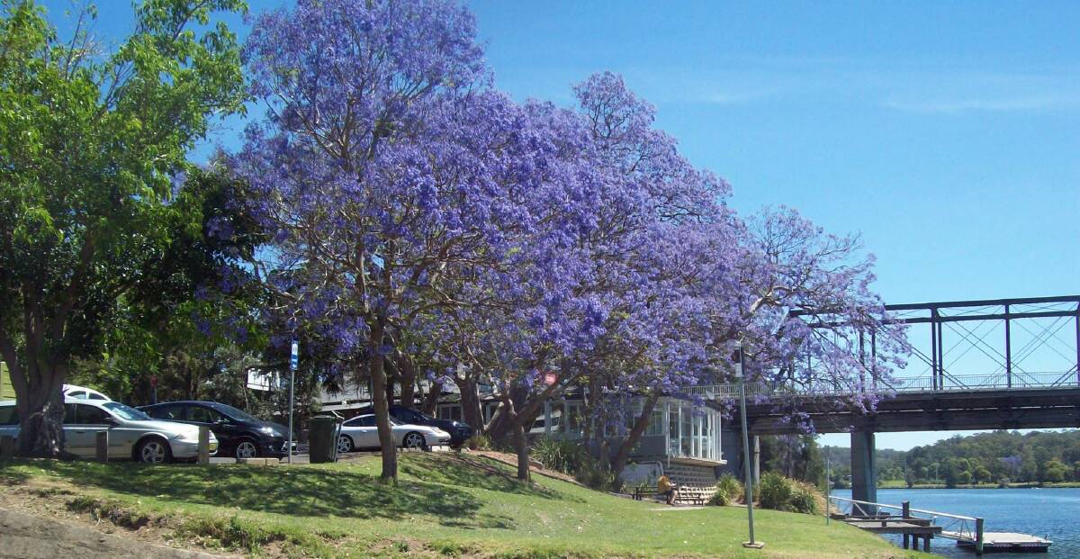 PIC OF THE DAY: Marie Schumann captured the jacarandas in full bloom along Shoalhaven River. Submit entries via nicolette.pickard@fairfaxmedia.com.au 