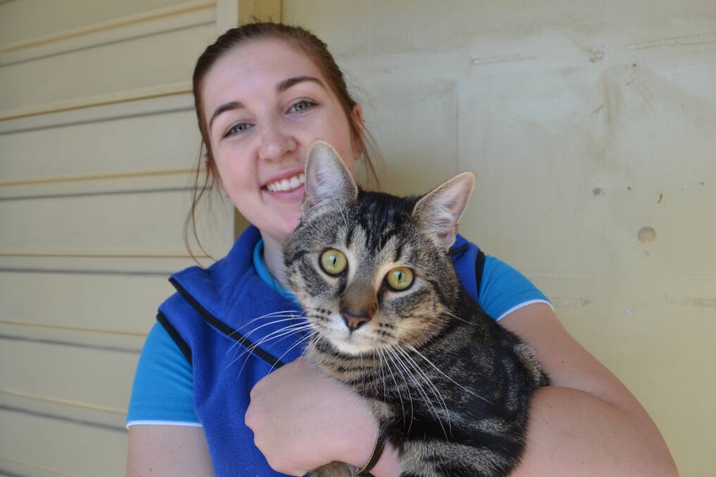 CAT MONTH: Animal attendant at Shoalhaven RSPCA Rachel Barling, with Mr Bumper, encouraged everyone to get their cat microchipped for $10 this month. Mr Bumper is also available for adoption. Contact 4429 3410 for more information. 