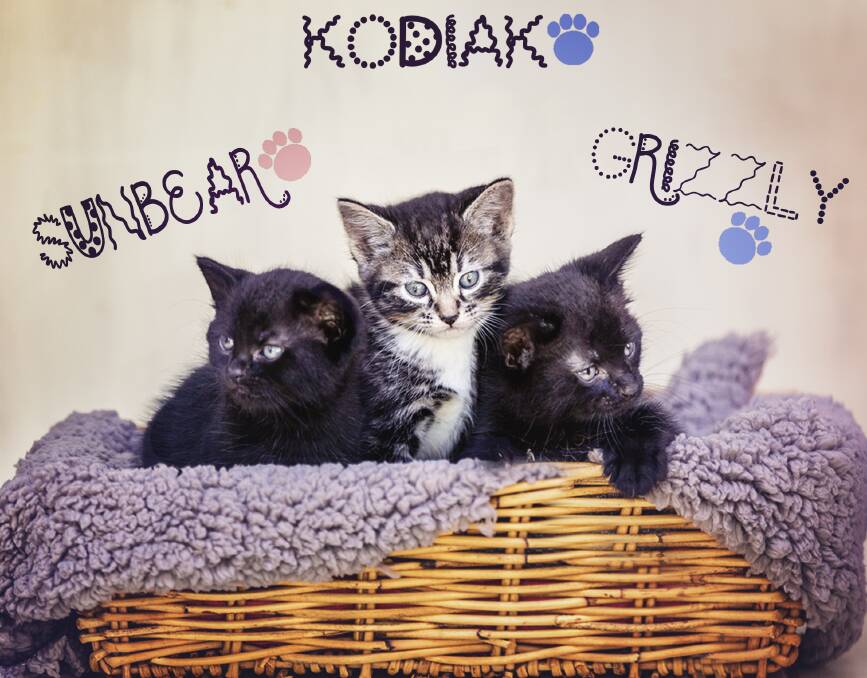 THREE LITTLE BEARS: Contact Carol on 0410 540 997 to give a home to one of these cuties. 

