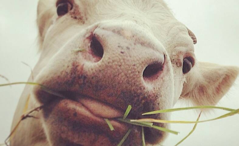 PIC OF THE WEEK: Up close and personal with this curious cow. Photo by @southcoastcows. Submit entries via FB, Instagram or nicolette.pickard@fairfaxmedia.com.au 