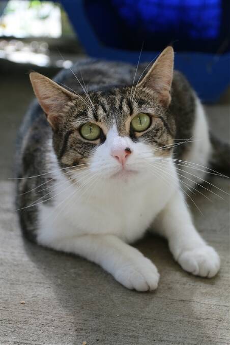 ADOPT ME: Puss was the only cat not adopted during the $29 adoption weekend. She has been at the shelter since May 2017.