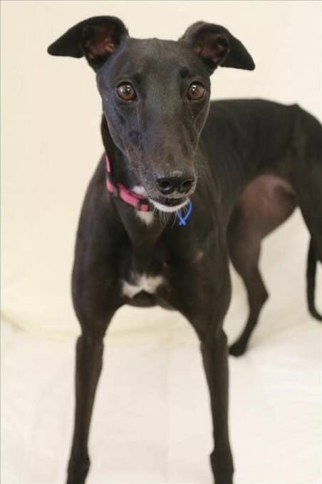 LOOKING FOR YOU: Three-year-old greyhound Nell would love to find a home where she can relax and curl up with you. She is happy to be an only dog. 