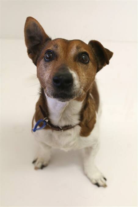 LOADS OF LOVE: He may be 12 but Ricky still has lots of walks left in him. Contact 4429 3410.