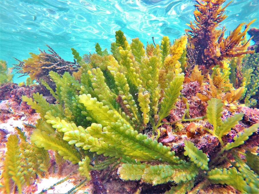 PIC OF THE DAY: Underwater magic at Orien Beach captured by @dannieanmatt Submit entries via nicolette.pickard@fairfaxmedia.com.au, Instagram or Facebook