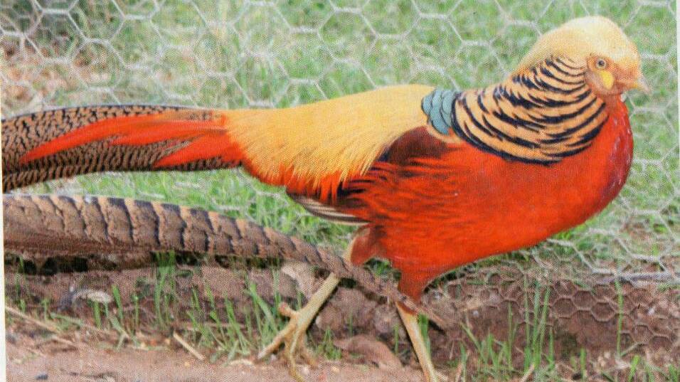 The Golden Pheasant. Photo contributed. 