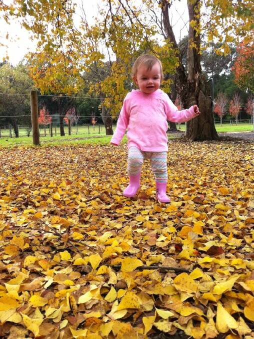 PIC OF THE DAY: Bethany Lockhart, 1, of Terara enjoys the autumn leaves in Berry. Photo: Alycia Targa. Submit entries via nicolette.pickard@fairfaxmedia.com.au 

