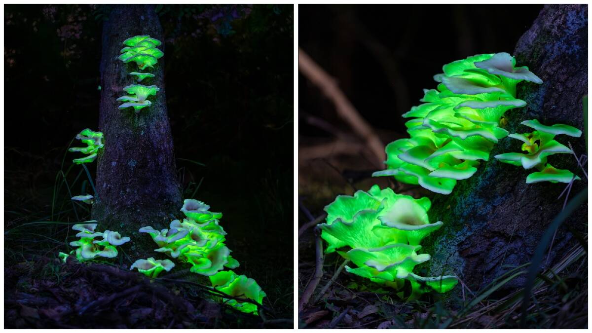 Ghost fungus in bushland near Seven Mile Beach in Gerroa. Pictures by Ashley Sykes