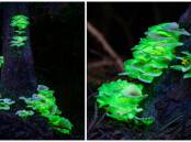 Ghost fungus in bushland near Seven Mile Beach in Gerroa. Pictures by Ashley Sykes