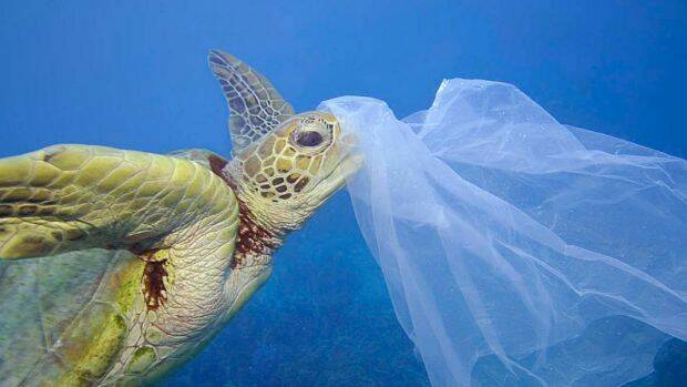 Marine life under threat: A sea turtle with a plastic bag on its nose. Photo: Troy Mayne
