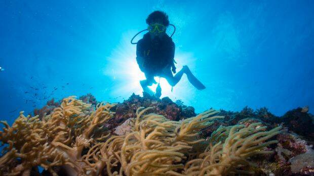 The diving industry is one worried about the draft changes. Photo: Jason South
