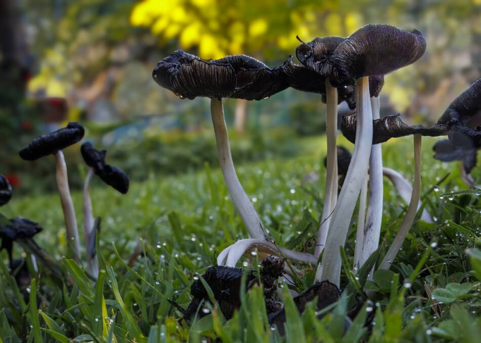 A picture of mushrooms by Jeanette Robben at Batemans Bay
