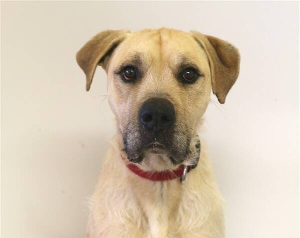 FUR CHILD: Declan is a dog that really loves his food so further training with food rewards would be best for him.