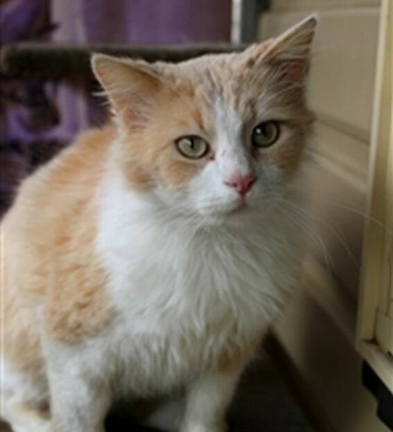 FURRY FRIEND: McGregor is a stunning cat and is this week's Nowra Animal Shelter pet. He is looking for a family with no dogs.