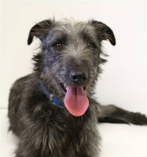 HANDSOME HOUND: Harry the wolfhound cross is this week's Nowra Animal Shelter pet of the week.