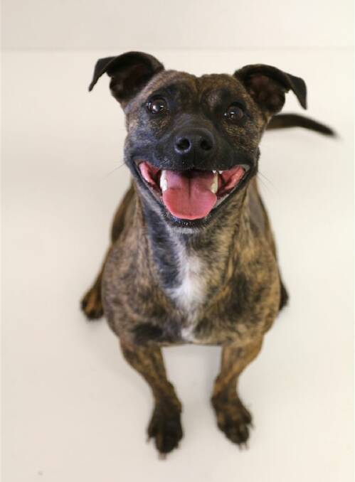 FUN TIMES: Dottie is a two-year-old female mini foxie cross staffy looking for a loving family to call her own. 