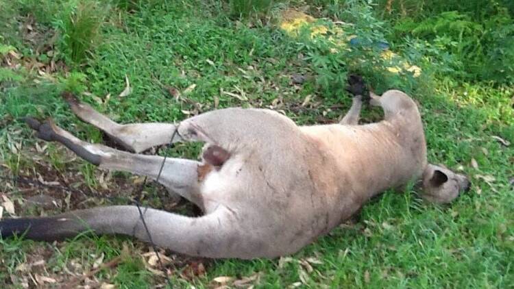 Roo dies after two-year stand-off over phone line