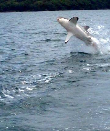 A great white shark near Pulbah Island in Lake Macquarie. Photo: Rod Collins