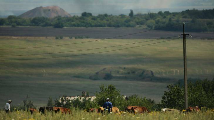 A man herds his cattle on high ground in Kirovskoye overlooking the MH17 crash site where Ukrainian forces and Pro-Russian rebel fighters engage in at least seven different battles.   Photo: Kate Geraghty