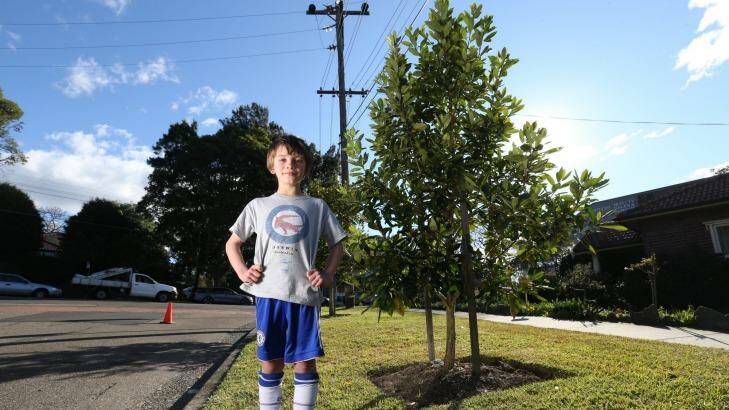 Seven-year-old Laurence Bennell in 2016 with a tree he planted four years ago in Roseville. Photo: Louise Kennerley