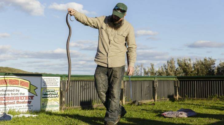 Rob Ambrose holds an eastern brown snake on display at the weekly La Perouse snake show.  Photo: Brook Mitchell