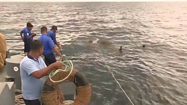 Remarkable footage captures Navy saving elephant washed out to sea
