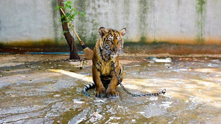 Attractions that feature "tamed" wildlife are cruel, a report says. Photo: World Animal Protection