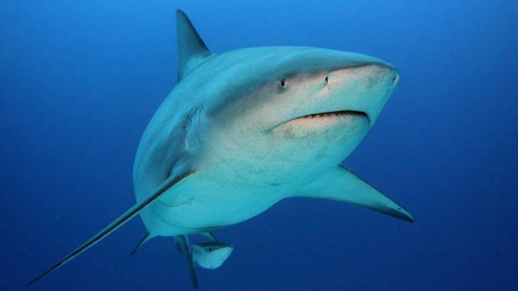 A bull shark, which is notorious around the Ballina area.