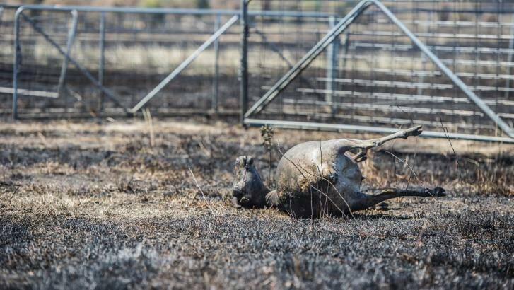 Livestock lost in the Tarago fires on a farm near Mount Fairy. Photo: karleen minney