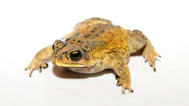 Asian black-spined Toad. The colder climate version of the cane toad. Photo: Brian Gatwicke/Flickr Creative Commons