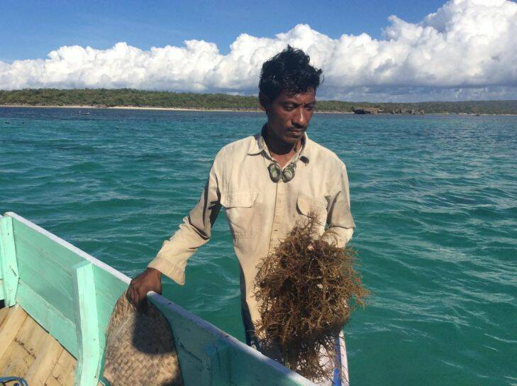 Rote seaweed farmer Nikodemus Manefa. For Montara oil spill story

Picture: Jewel Topsfield