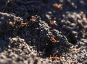 Fire ants taking hold in Australia could inflict a $2 billion annual hit on the national economy. (Jono Searle/AAP PHOTOS)