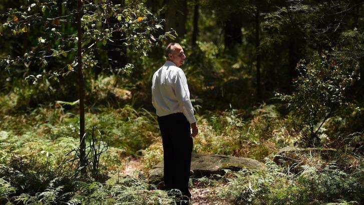 A homicide squad detective examines bushland inside a crime scene in the search for Mr Leveson's remains.  Photo: Kate Geraghty