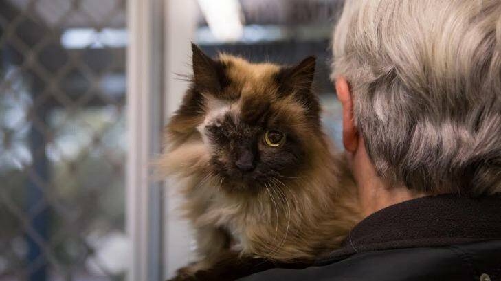 Missy the cat has been reunited with her owners in Queensland.  Photo: Supplied