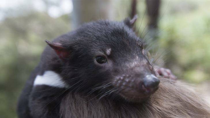 A Tasmanian devil imp at the Australian Reptile Park. Photo: Tony Walters