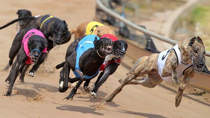 Dogs sent to Macau: Greyhounds Australasia has been criticised for keeping a review into live dog exports under wraps. Photo: Damian White