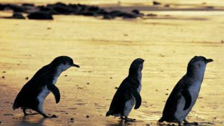 Penguins who call Phillip Island home are much healthier than their St Kilda cousins 