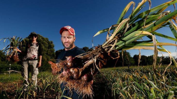 Healthy harvest: Sahlan Hayes on his garlic farm in the Southern Highlands. Photo: Peter Rae