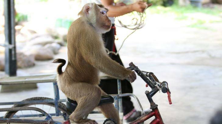 Monkey performances are among the cruellest wildlife attractions, a report says. Photo: World Animal Protection