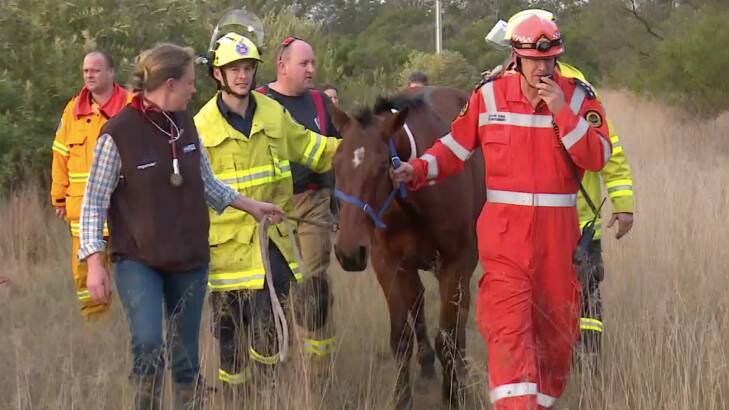 Buddy is led to safety by the SES, firefighters and a vet. Photo: Top Notch Video