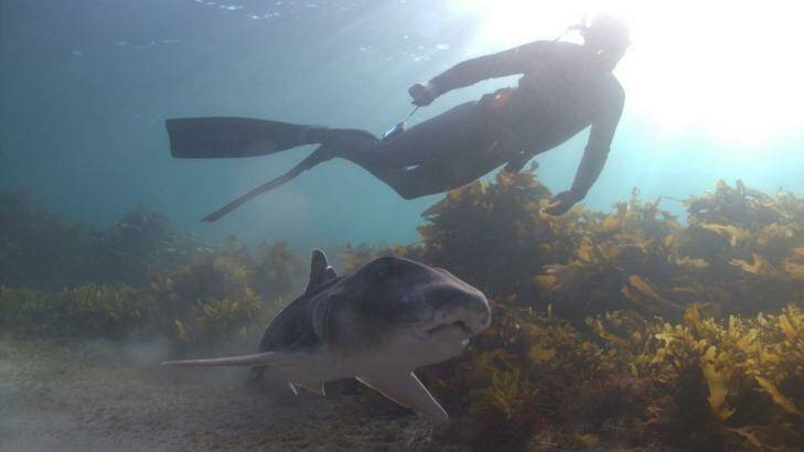 A Port Jackson shark with a snorkeler. Photo: Sander van Dijk