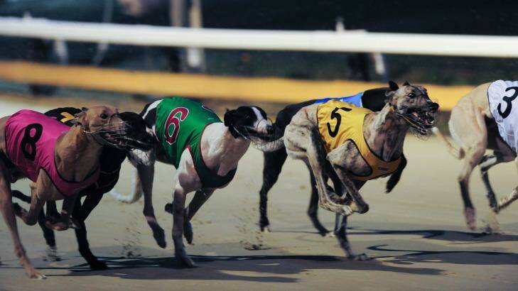 The training of greyhounds would continue for five years after racing was banned in NSW, under draft recommendations being considered by an expert taskforce. Photo: Graham Tidy