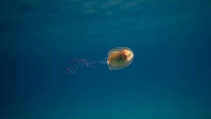 Tim Samuel's photograph of a fish inside a jellyfish has gone viral. Photo: Tim Samuel