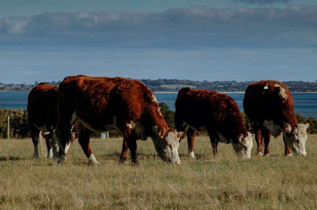The labor shortage is squeezing a cattle industry already diminished over the past decade by mad cow disease, drought and floods.  Photo: Richard Cornish