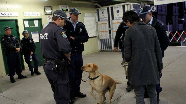 Not always accurate: Police sniffer dogs at work at St Peters station. Photo: Janie Barrett
