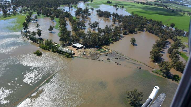 The Lachlan River, downstream of the town of Forbes. Sheep stranded on an isolated property west of Forbes.  Photo: Supplied