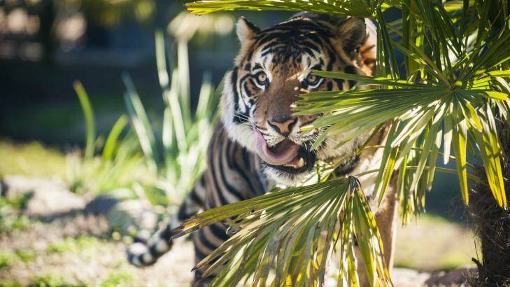 Baru is one of four new tigers settling in at Canberra's National Zoo and Aquarium.  Photo: Elesa Kurtz