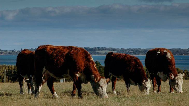 The labor shortage is squeezing a cattle industry already diminished over the past decade by mad cow disease, drought and floods.  Photo: Richard Cornish