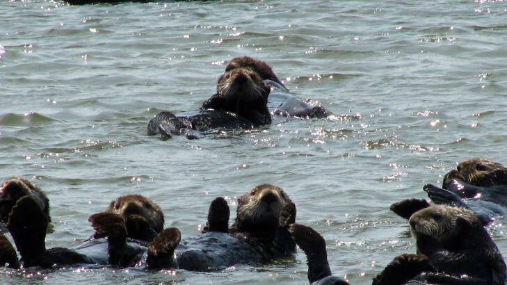 Monterey Bay sea otters.