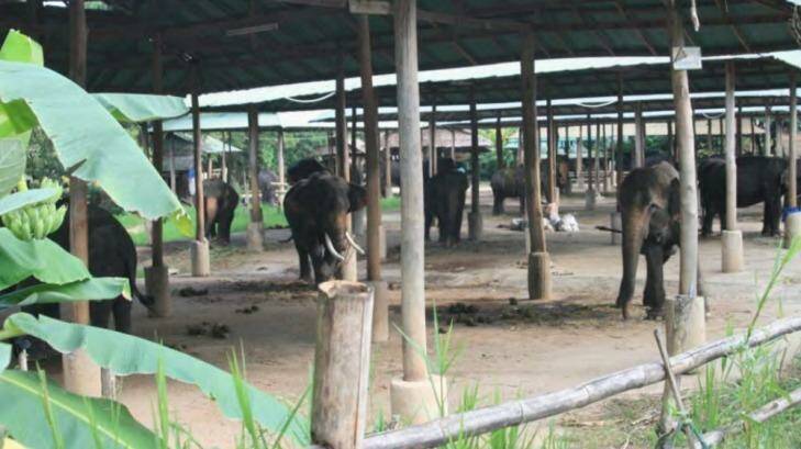 An elephant camp in Chiang Mai province, Thailand, that is home to seven illegally caught elephants.
 Photo: TRAFFIC